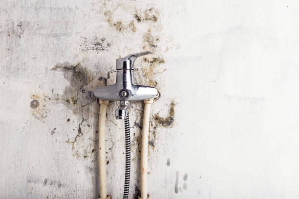 Best Professional Mold Removal  in Vancleave, MS