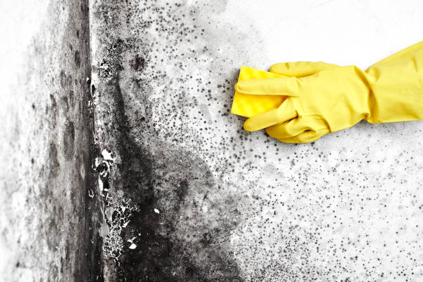 Best Mold Testing  in Vancleave, MS