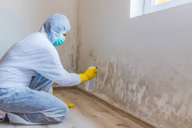Best Attic Mold Removal  in Vancleave, MS