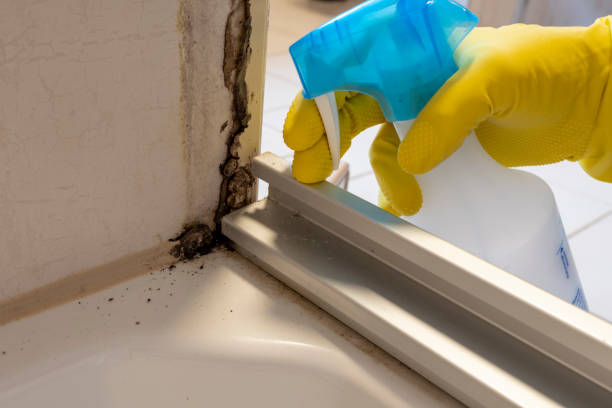 Best Same-Day Mold Removal  in Vancleave, MS