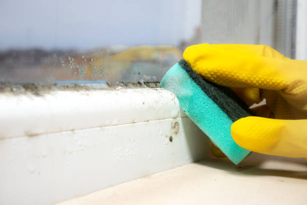 Best Certified Mold Removal  in Vancleave, MS