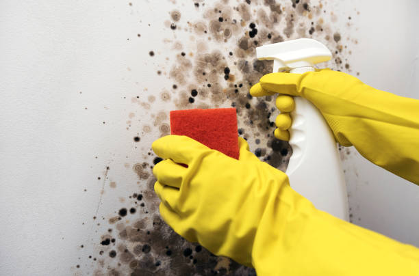 Best Crawl Space Mold Removal  in Vancleave, MS