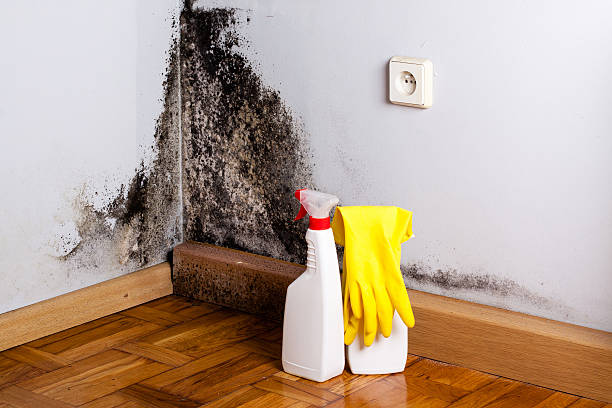 Best Mold Remediation Services  in Vancleave, MS
