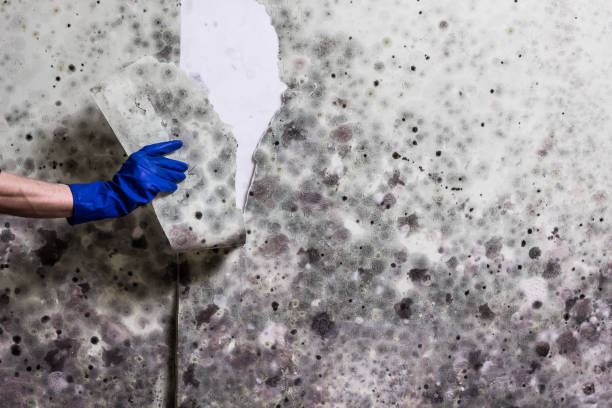 Best Home Mold Removal  in Vancleave, MS
